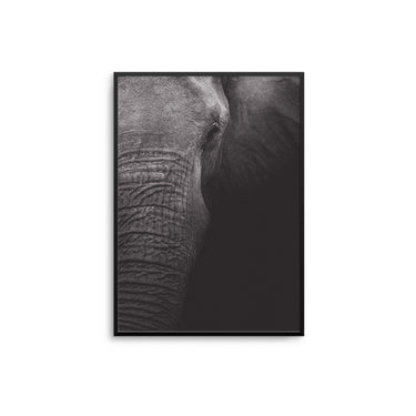 Elephant Close Up - D'Luxe Prints