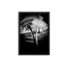 English Daisy Monochrome - D'Luxe Prints
