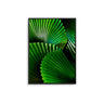 Fan Palms II - D'Luxe Prints