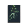 Fir Branch - D'Luxe Prints