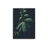 Fir Branch - D'Luxe Prints