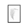 Grey Feather - D'Luxe Prints