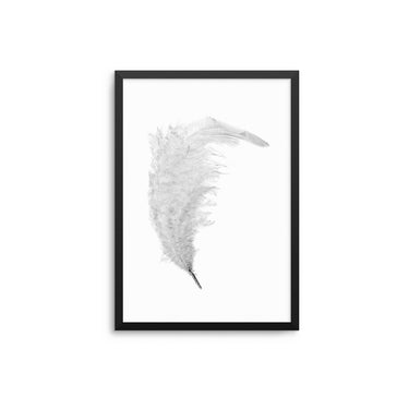 Grey Feather - D'Luxe Prints