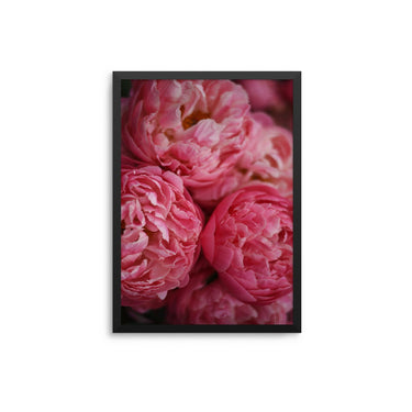 Hot Pink Peonies - D'Luxe Prints