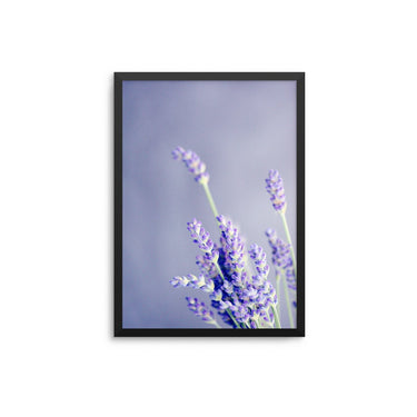 Lavender Plant - D'Luxe Prints