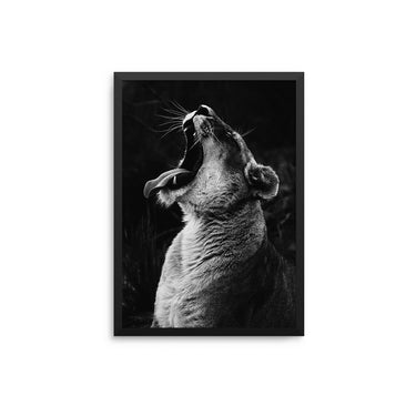 Lioness - D'Luxe Prints