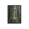 Long Forest Walks - D'Luxe Prints