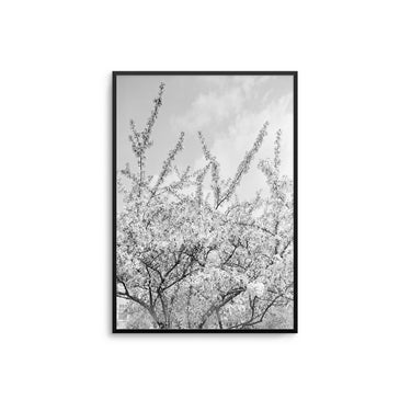 Mono Cherry Blossom - D'Luxe Prints