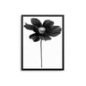 Monochrome Flower - D'Luxe Prints