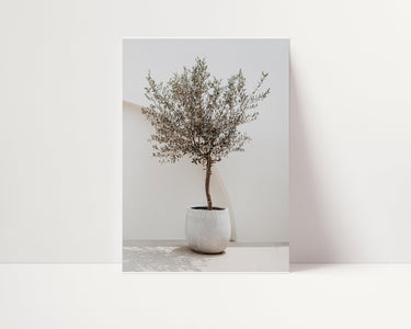 Olive Tree - D'Luxe Prints