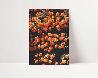 Orange Flowerbed - D'Luxe Prints