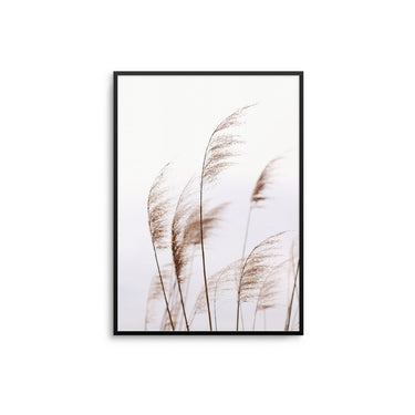 Pampas Reeds II - D'Luxe Prints