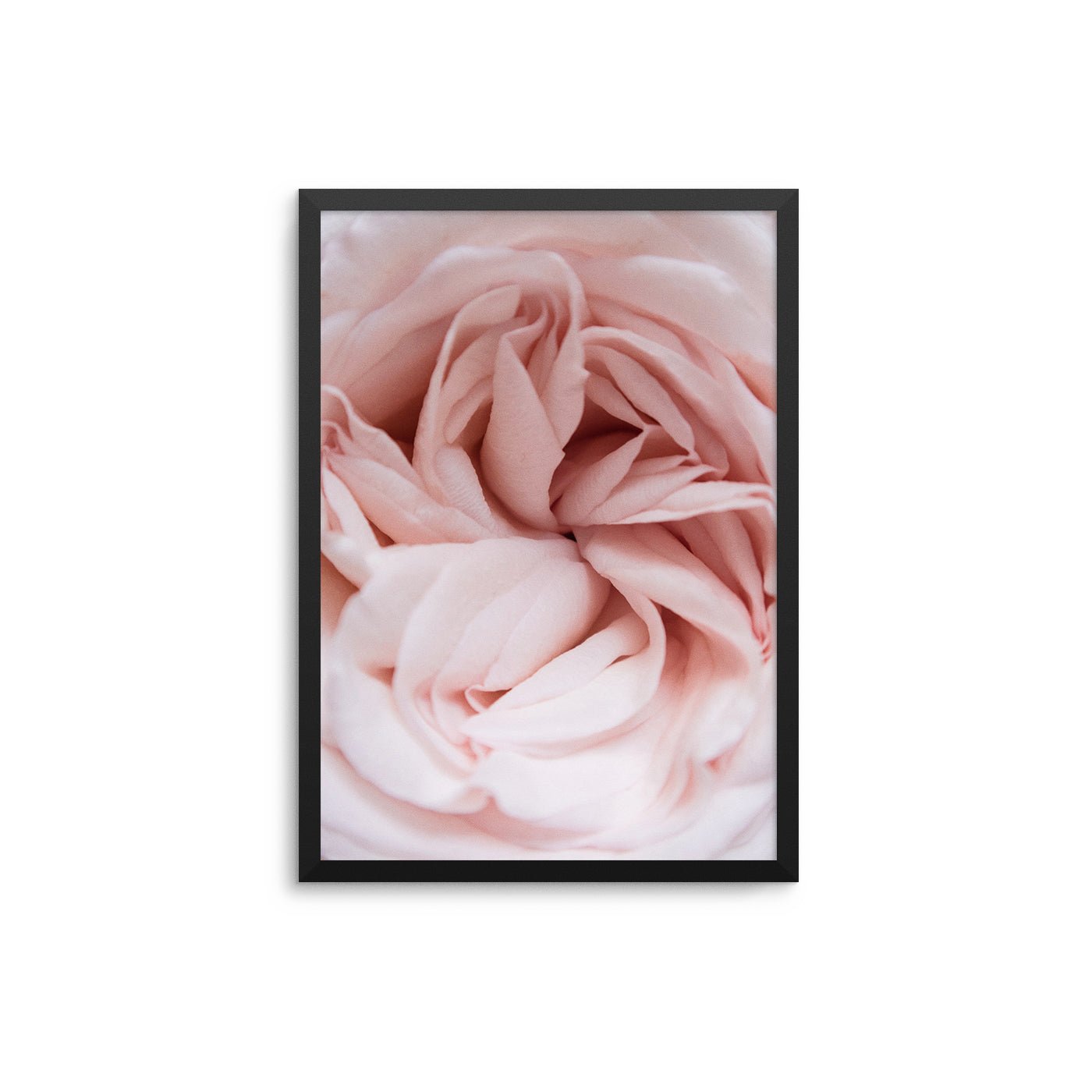 Pink Flower Close Up - D'Luxe Prints