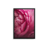 Pink Peony Close Up - D'Luxe Prints