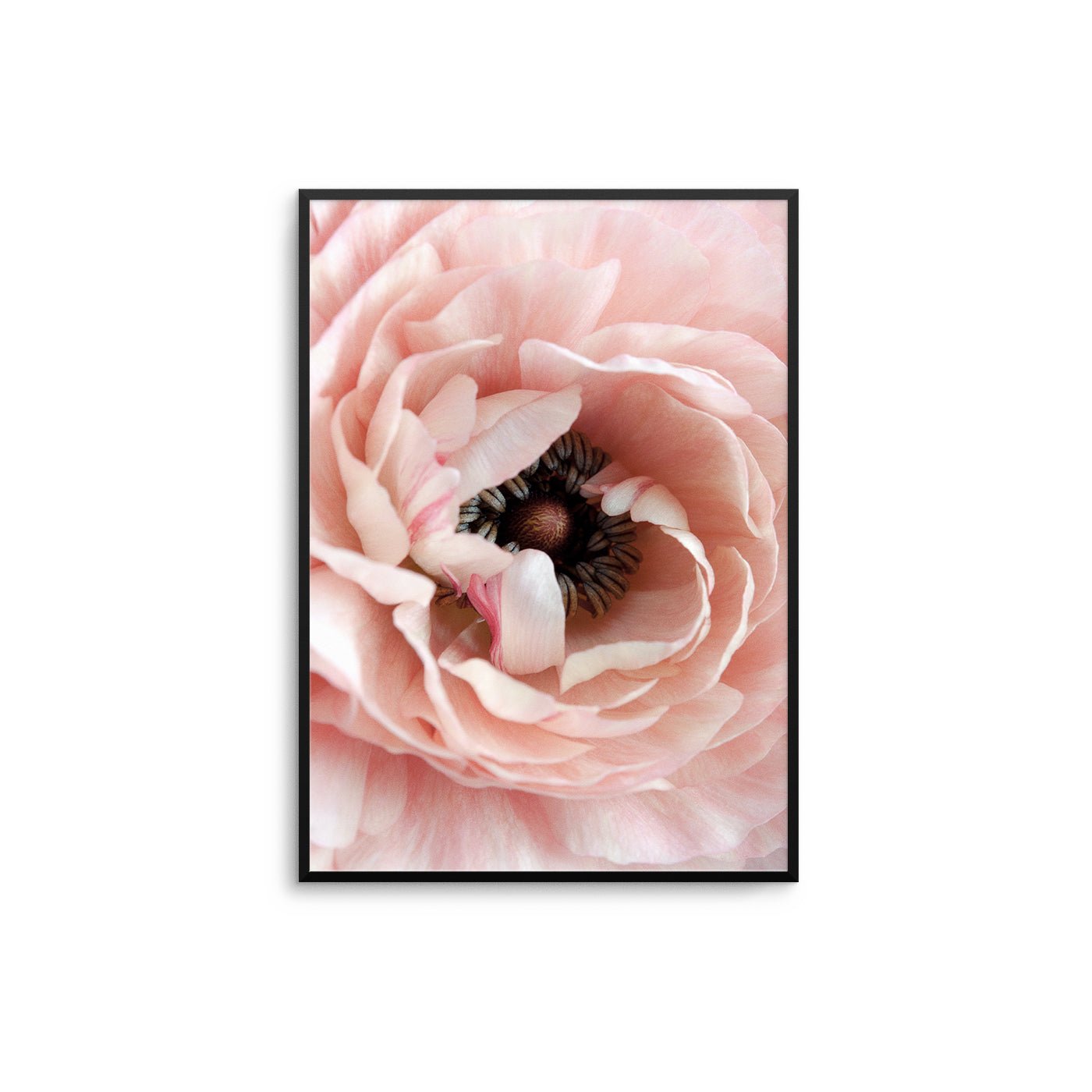 Pink Peony Close Up II - D'Luxe Prints