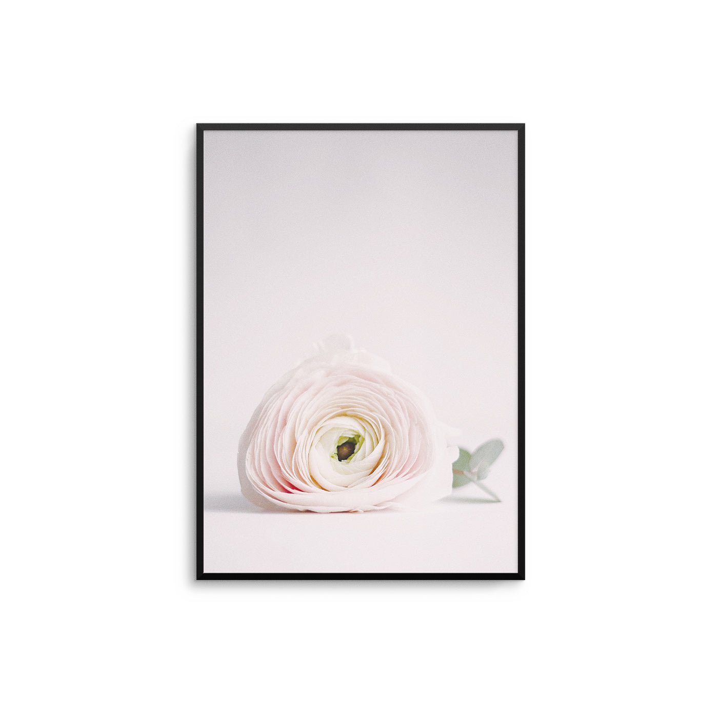 Pink Ranunculus Flower - D'Luxe Prints