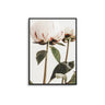 Ranunculus Flower Duo I - D'Luxe Prints