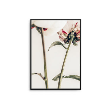 Ranunculus Flower Duo II - D'Luxe Prints