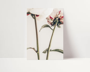 Ranunculus Flower Duo II - D'Luxe Prints