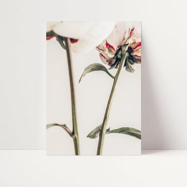 Ranunculus Flower Duo II - D'Luxe Prints