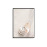 Seashell - D'Luxe Prints