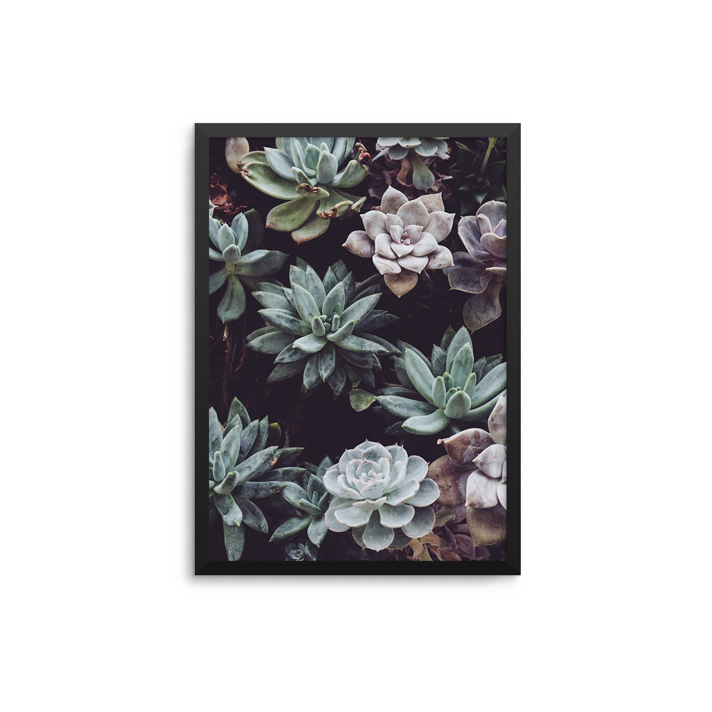 Succulents - D'Luxe Prints