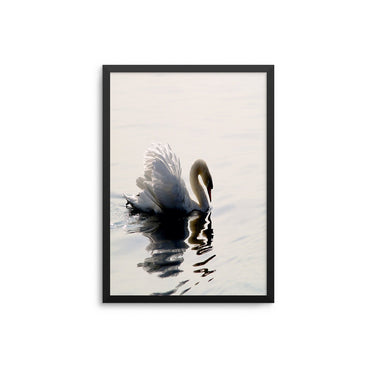 Swan Love - D'Luxe Prints