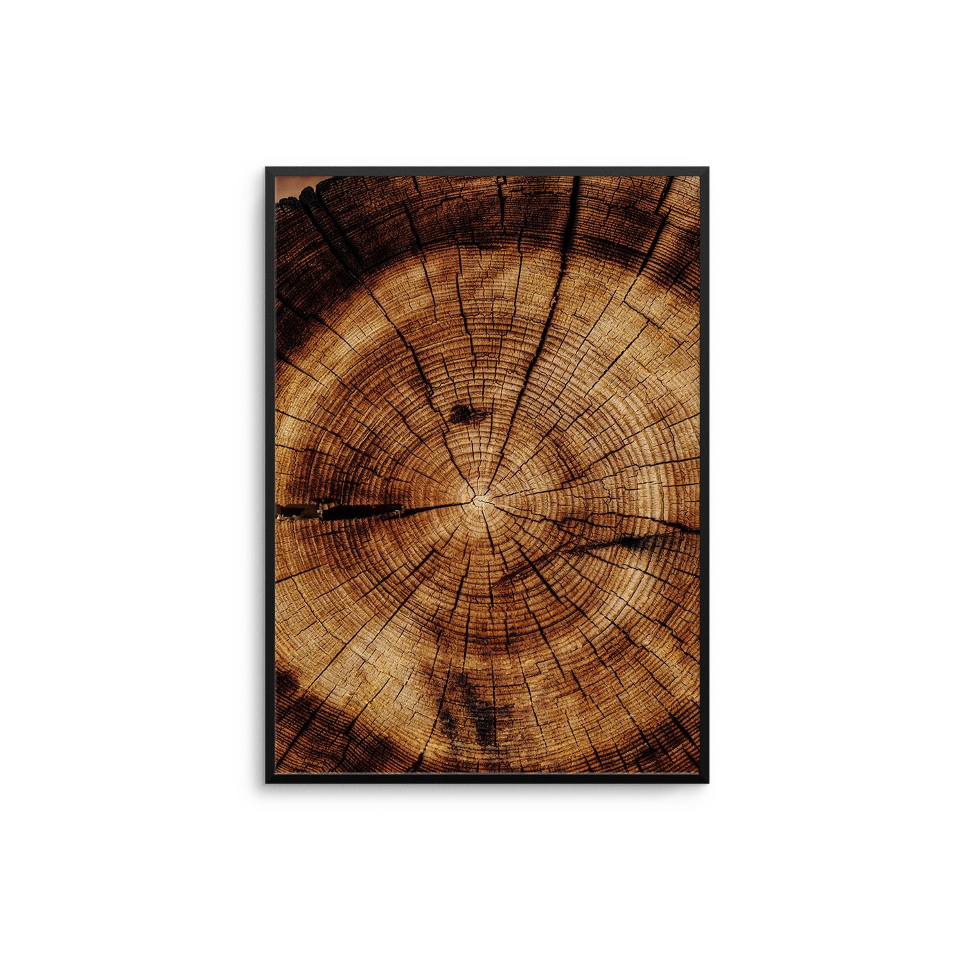 Tree Trunk - D'Luxe Prints