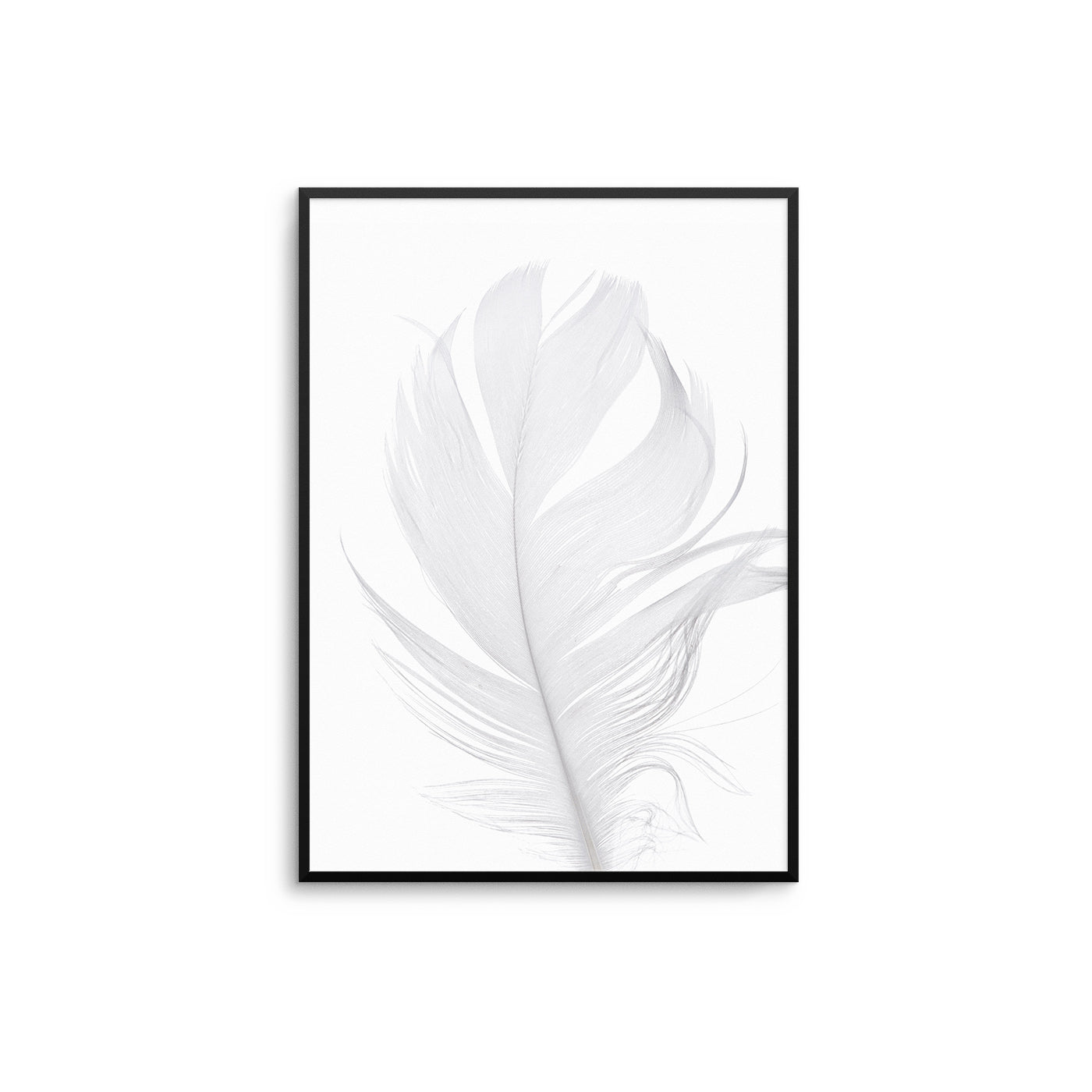 White Feather - D'Luxe Prints
