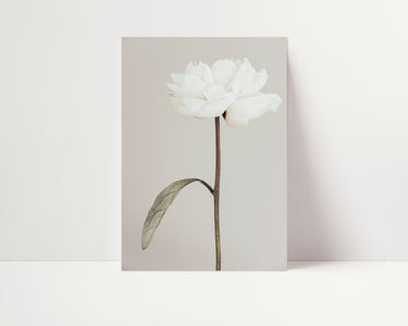 White Flower - D'Luxe Prints