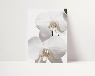 White Orchid I - D'Luxe Prints