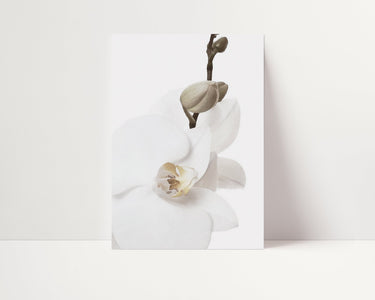 White Orchid II - D'Luxe Prints