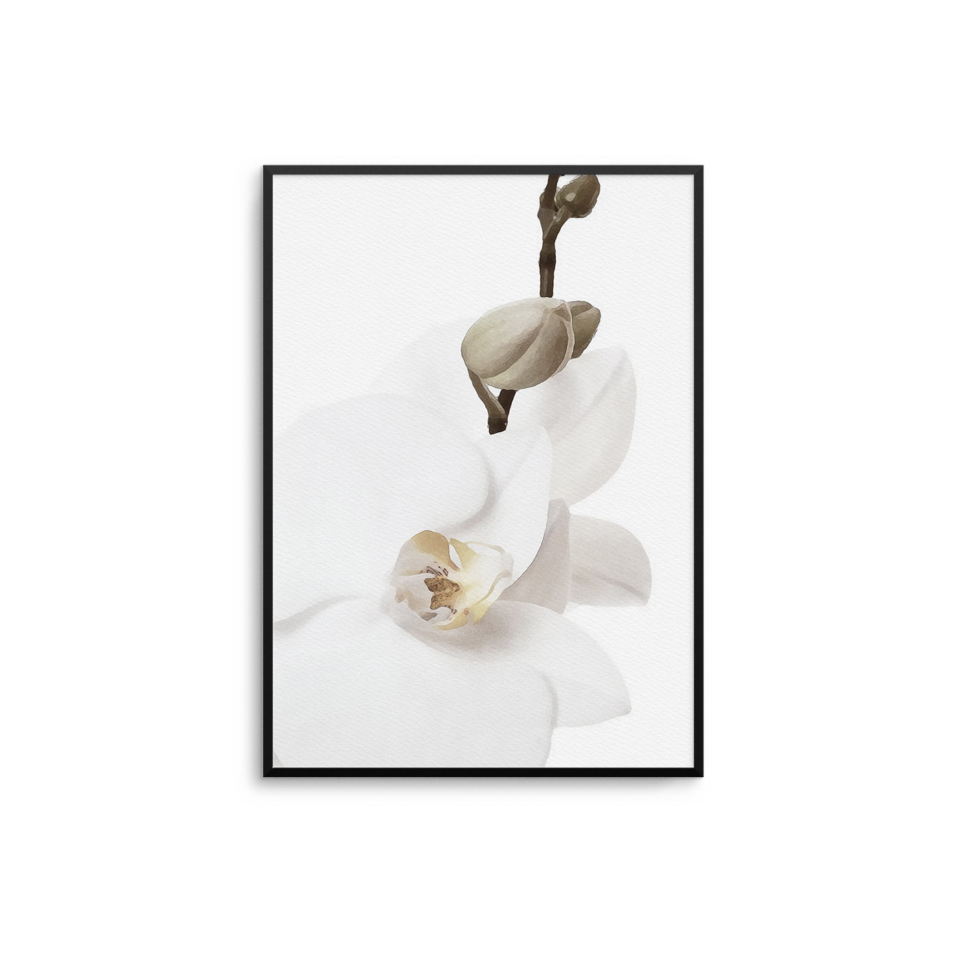 White Orchid II - D'Luxe Prints