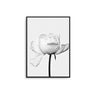 White Peony - D'Luxe Prints