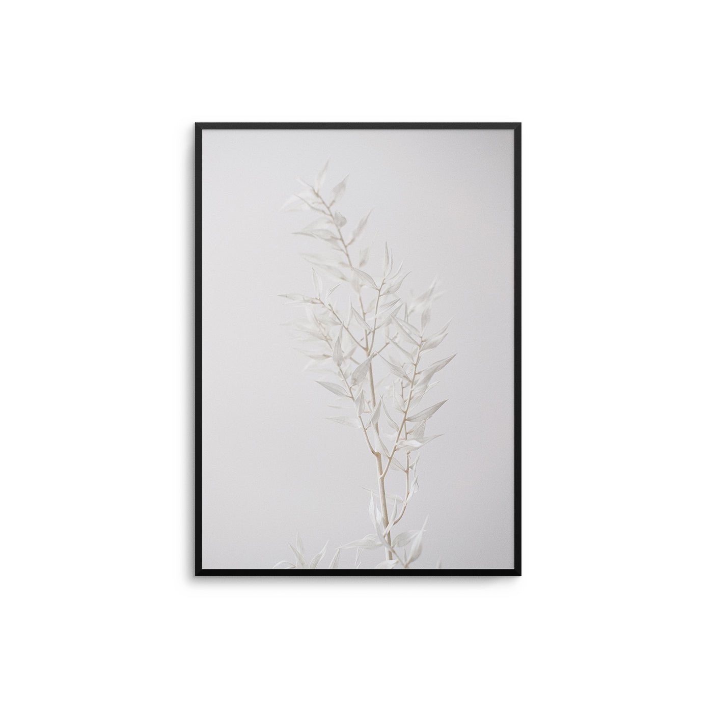 White Petals - D'Luxe Prints