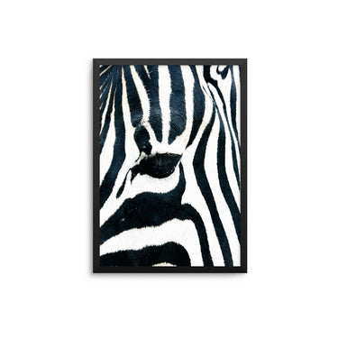 Zebra Close Up - D'Luxe Prints