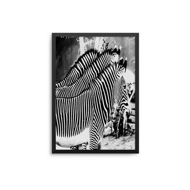 Zebra Trio - D'Luxe Prints